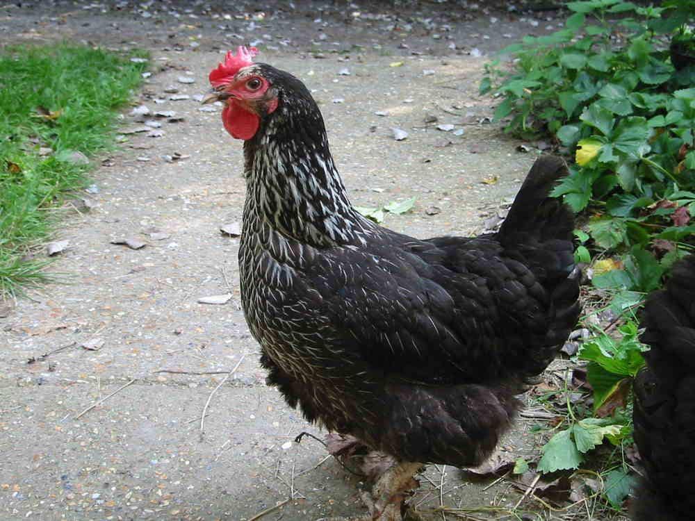 mantelfarmshop.co.uk