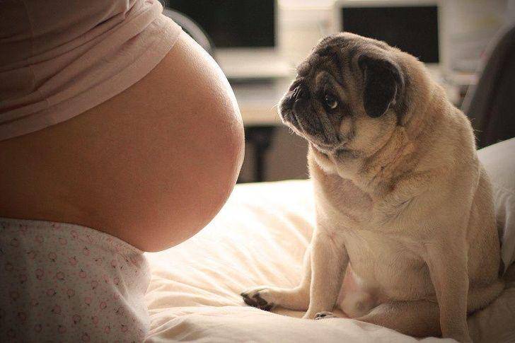 twitter.com/ANIMALPlCTURES