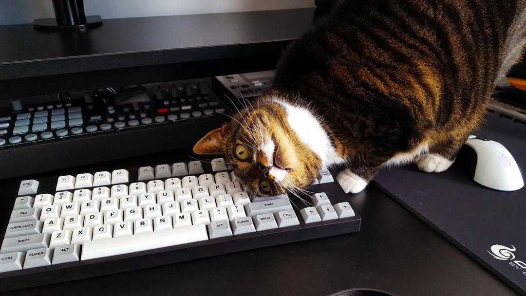 Keyboard Protector Ini Bikin Kamu Kerja Tenang Tanpa Diganggu Kucing
