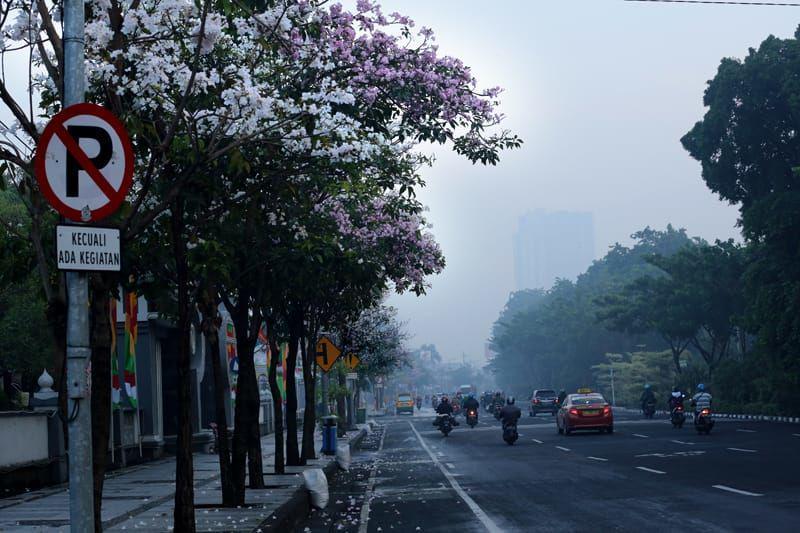 Bunga Tabebuya Bersemi, Bikin Surabaya Bernuansa Negeri Sakura