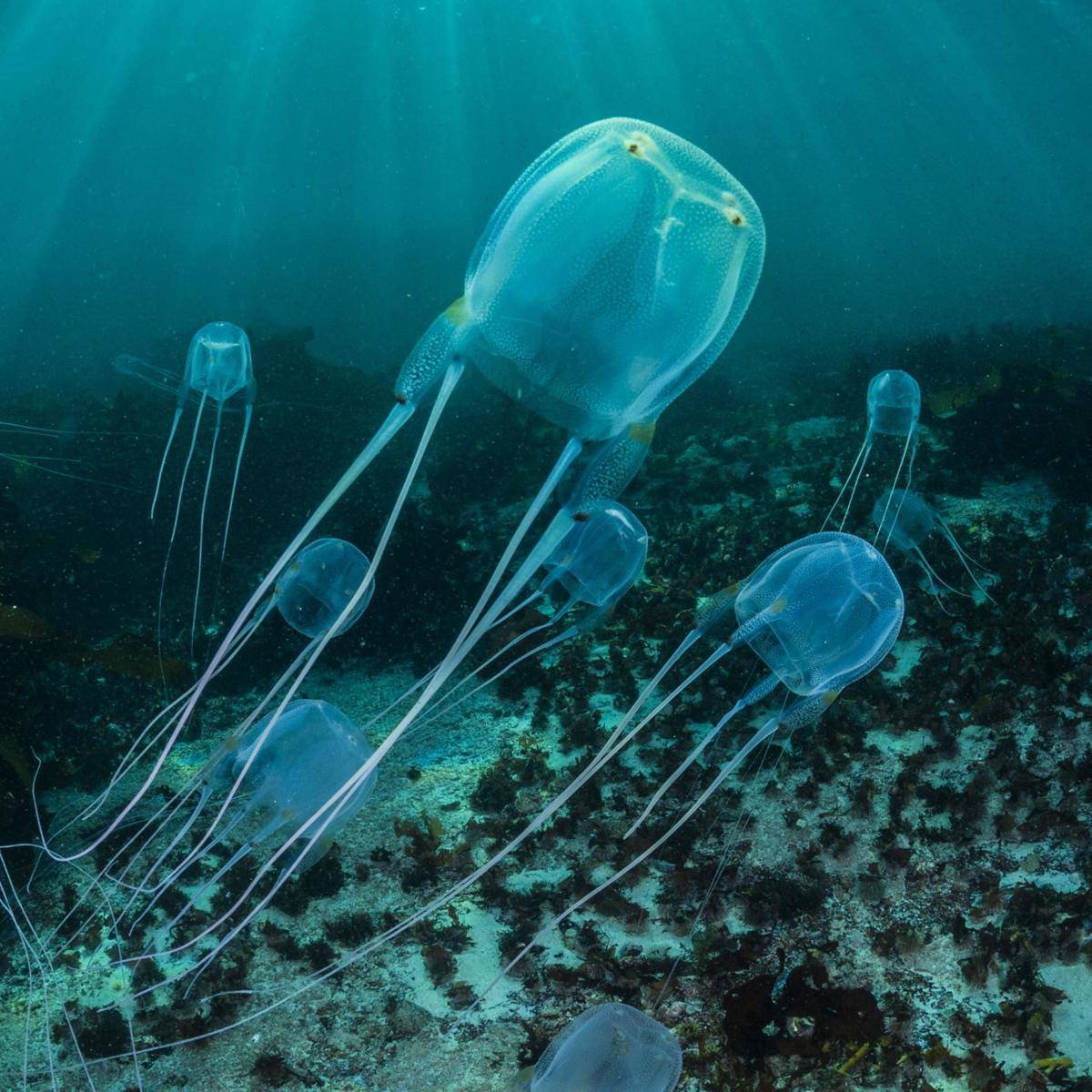 nationalgeographic.com