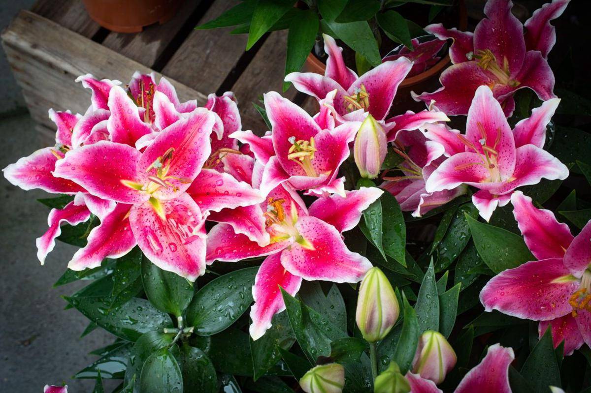 Gardenerdy.com