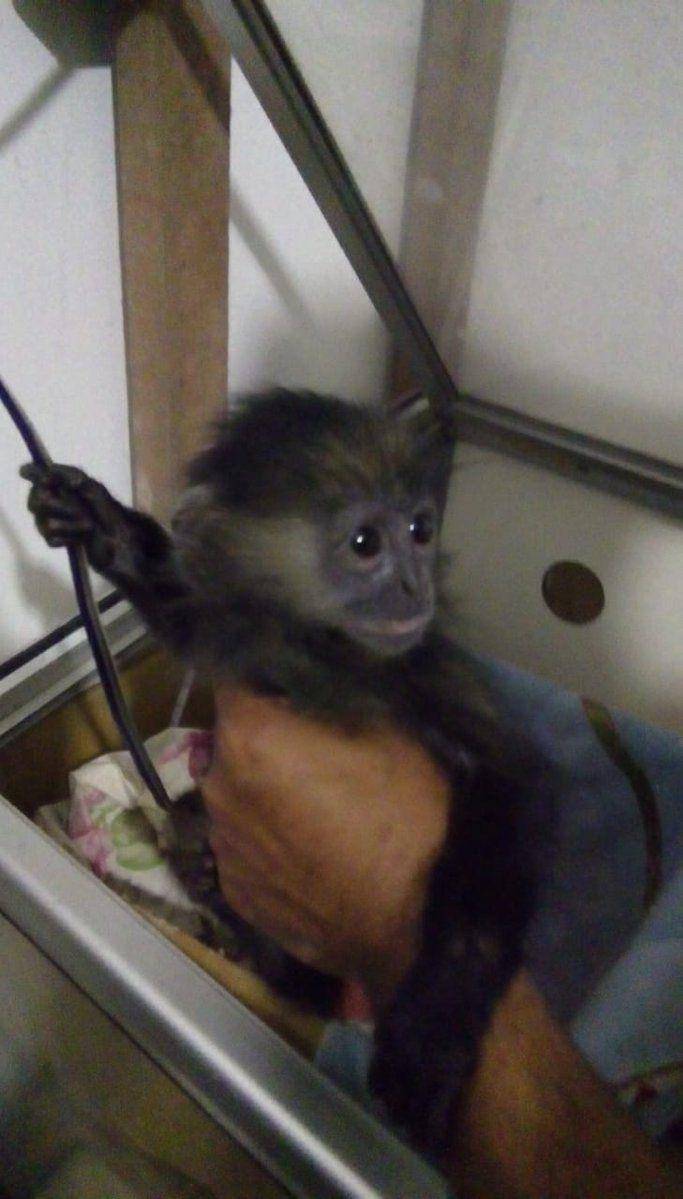 Menyamar, BKSDA Malang Tangkap Penjual Lutung Jawa via Facebook