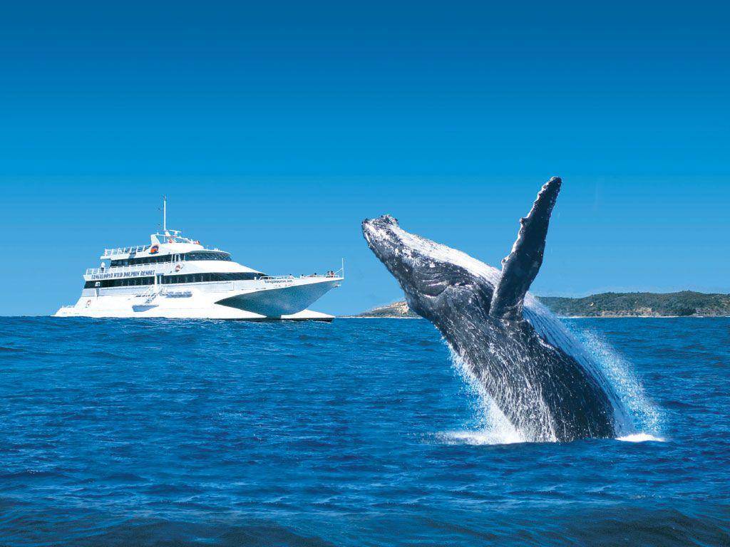 grayline.com.au