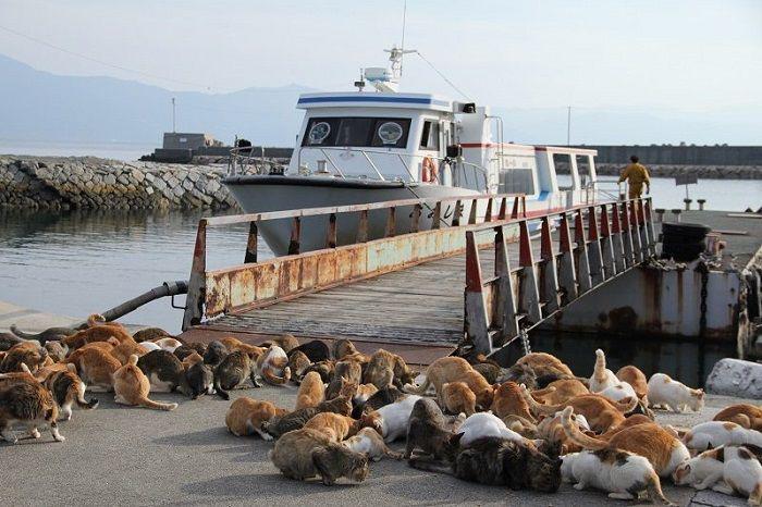 Unik, 5 Pulau Ini yang Banyak Dihuni oleh Hewan