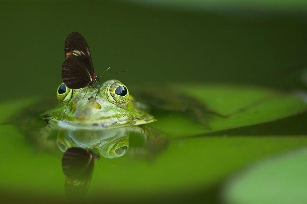 7 Sifat Teladan yang Patut Kita Ditiru Dari Seekor Katak