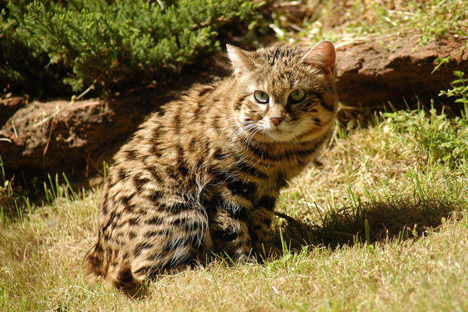 bigcatrescue.org