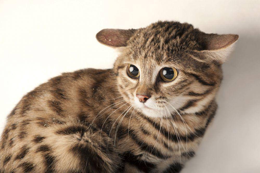 joelsartore.com