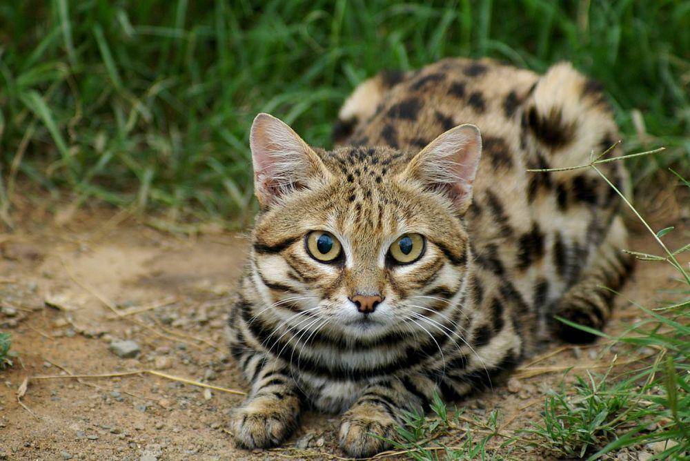 karoocats.org