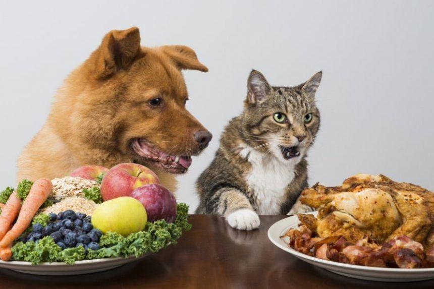 Gimana Cara Membuat Anjing Vegetarian, Tapi Tetap Sehat? Ini kata Ahli