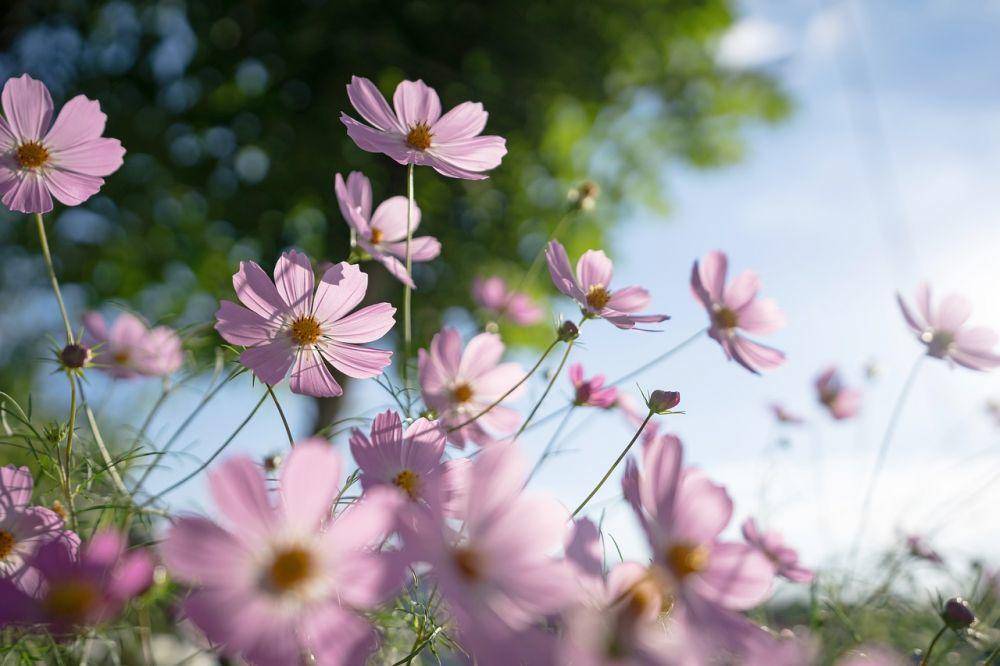 pixabay/Jamesgraphy