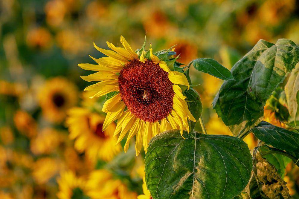 pixabay/Couleur