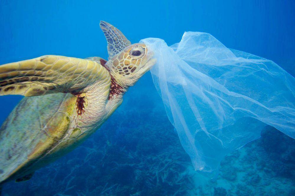 wwf.org.au
