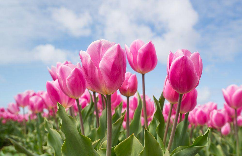 pixabay.com/Skitterphoto