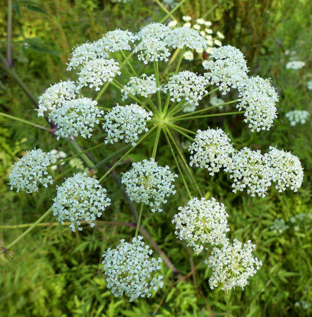coldclimategardening.com
