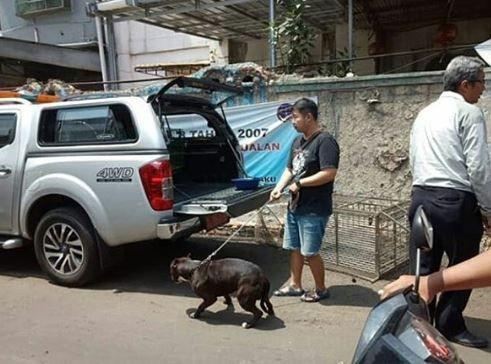 Anjing Pitbull Gigit Satpam, Pemilik jadi Tersangka tapi Tak Ditahan