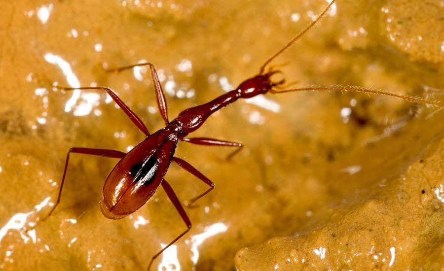 amazingzoology.com