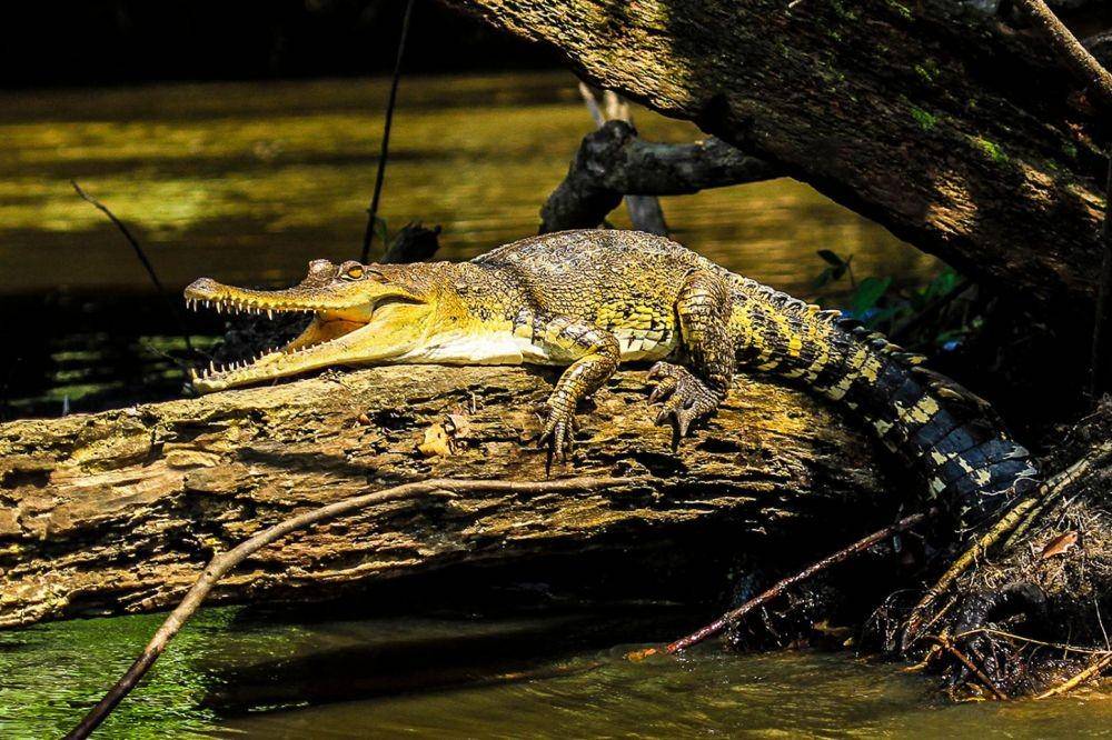 nationalgeographic.com