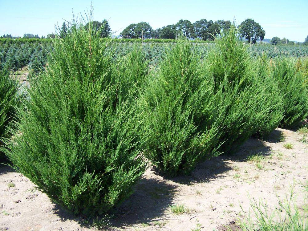 twinspringsnursery.com