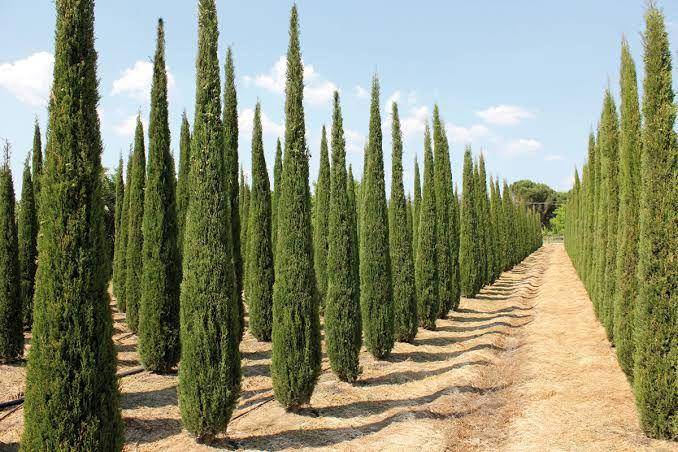 giorgiotesigroup.it