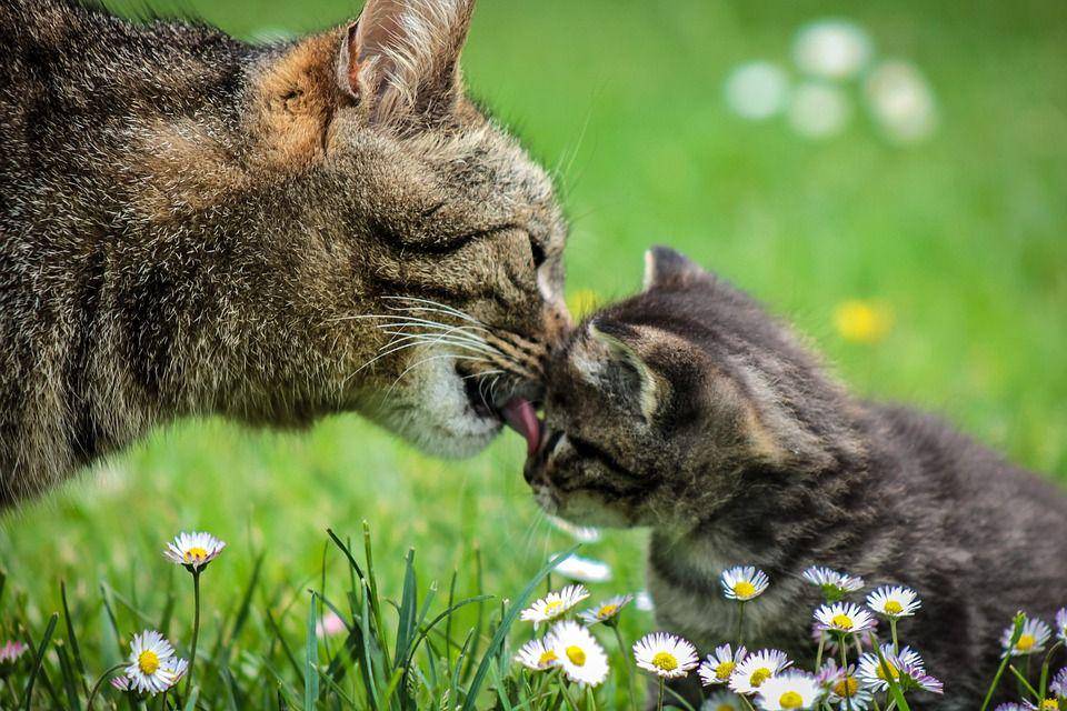Pixabay/Clausjuntke 