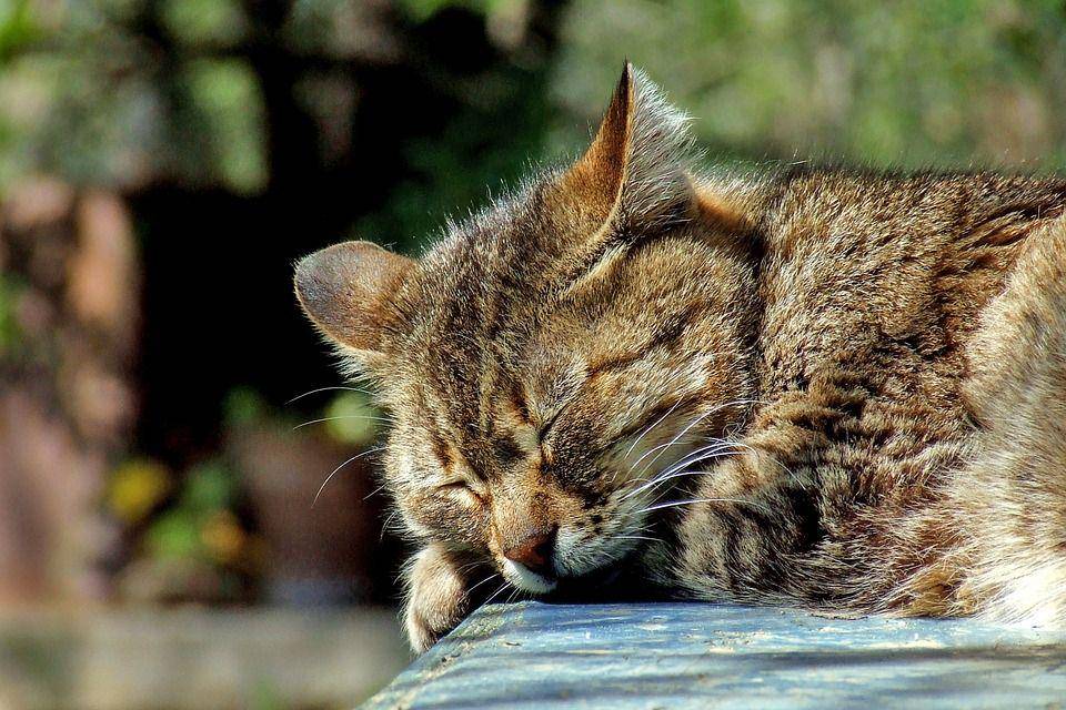 Pixabay/Clausjuntke 
