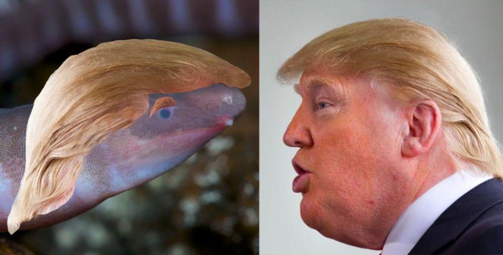 Baru Ditemukan, Cacing Buta dan Berlendir Ini Dinamai Donald Trump