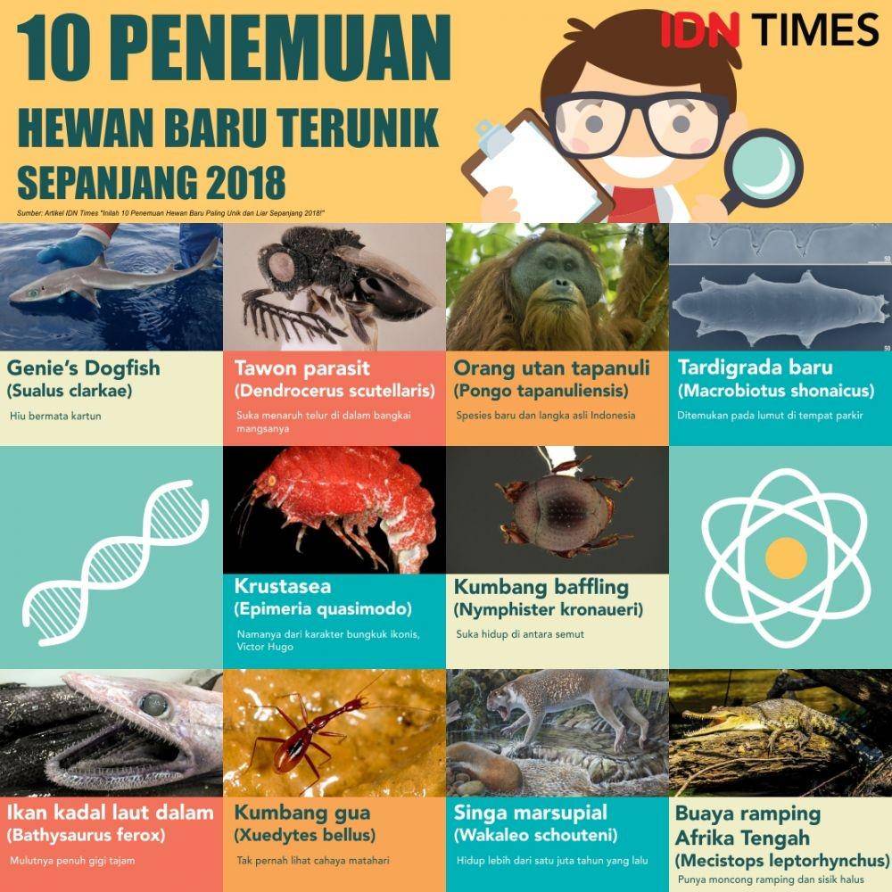 IDN Times/Sukma Shakti