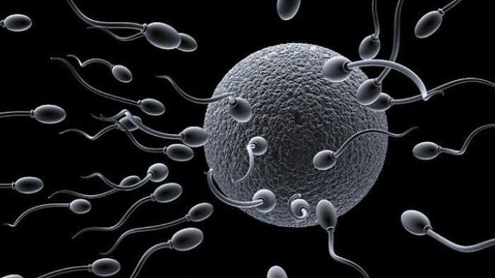 8 cara meningkatkan kualitas sperma yang ampuh