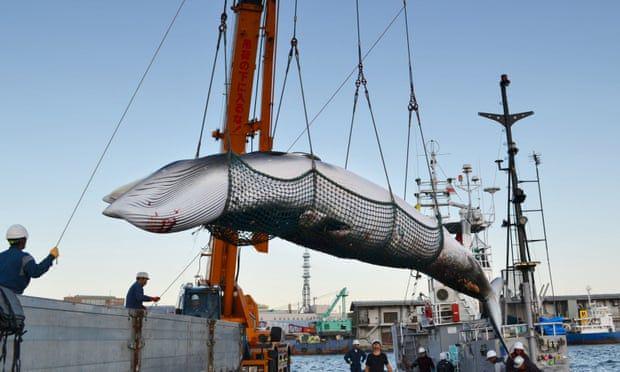 Keluar Dari IWC, Jepang Akan Kembali Melakukan Perburuan Ikan Paus