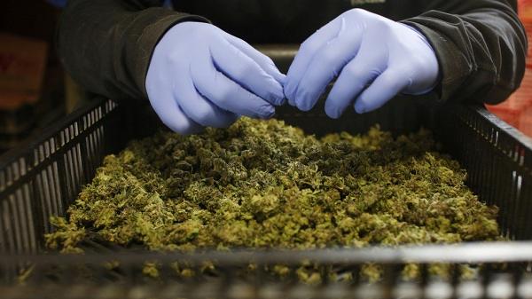 Thailand Akhirnya Legalkan Pengobatan Menggunakan Ganja