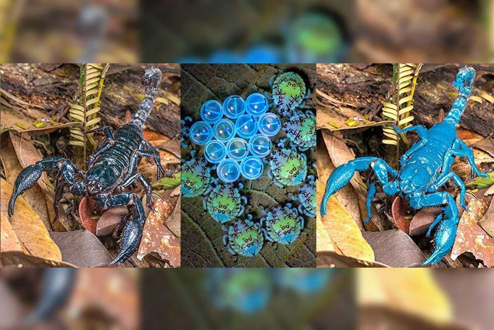 10 Hewan Bercahaya Setelah Terpapar Ultraviolet, Wujudnya Mengagumkan