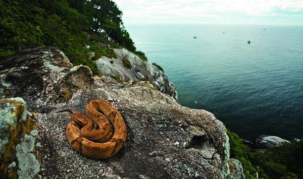 5 Fakta Ngeri Snake Island, Pulau Paling Mematikan di Dunia