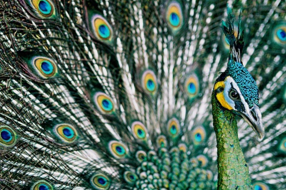 15 Burung Tercantik di Dunia, Beberapa di Antaranya dari Indonesia Lho