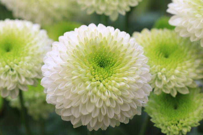 flowermeaning.com