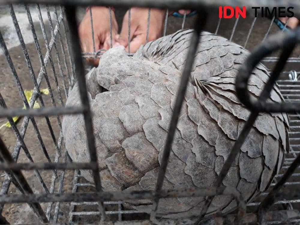 Trenggiling Langka Masuk Rumah Warga di Denpasar, Punya Siapa Ya?