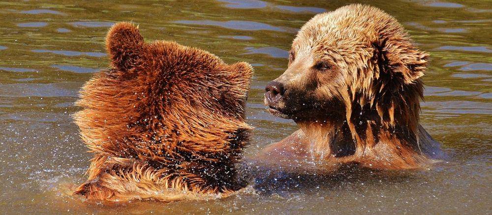 Pixabay/Alexas_Fotos