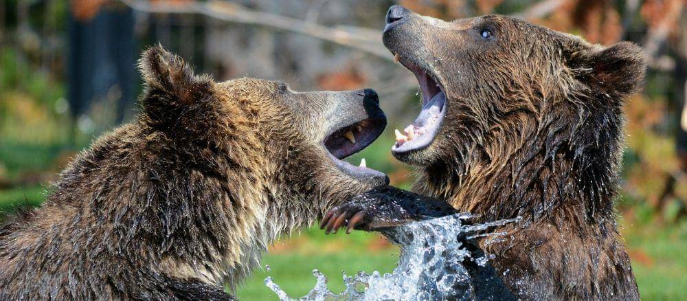 Pixabay/steppinstars