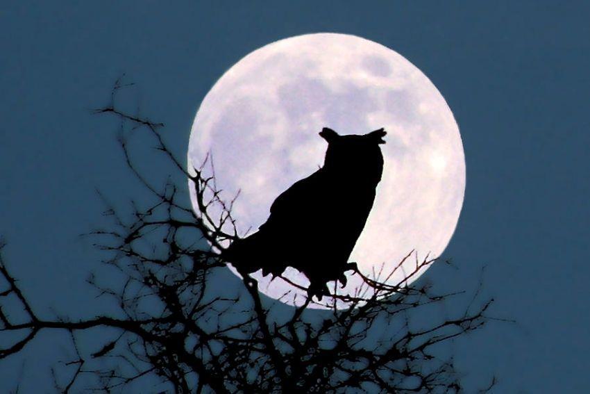 [Quiz Pengetahuan] Apa Benar Bulan Menjauh dari Bumi? Uji Pengetahuanmu tentang Bulan Disini! Cek Salah Berapa?