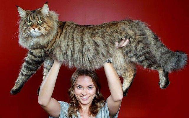 kittentoob.com