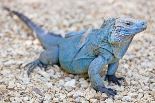 Blueiguanasouvenirs.com