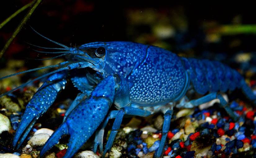 ilustrasi lobster air tawar hias (Aquariumfiltersetup.com)