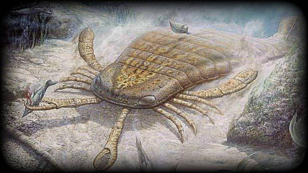 apexpredators.wikia.com
