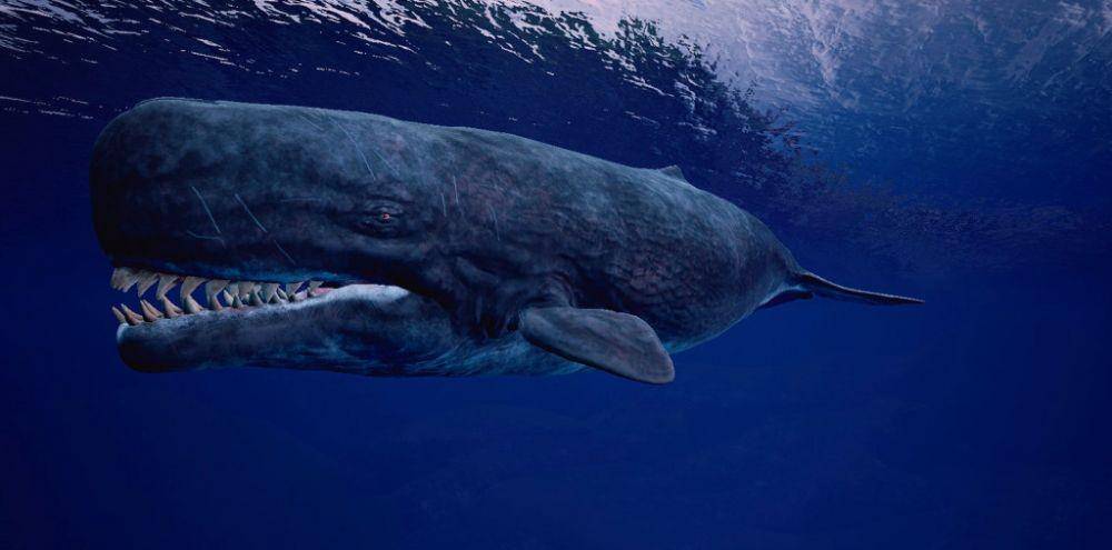 prehistoric-life.wikia.com