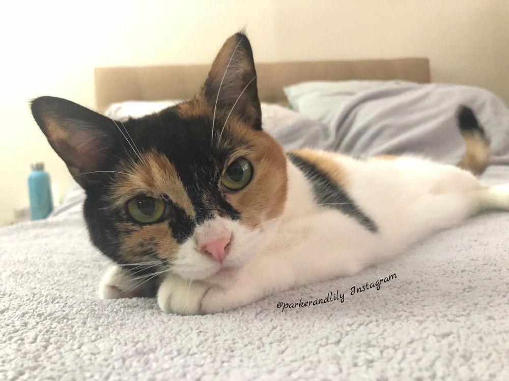 Jarang Dilirik, Ini 6 Fakta Kucing Calico yang Akan Menambah Wawasanmu