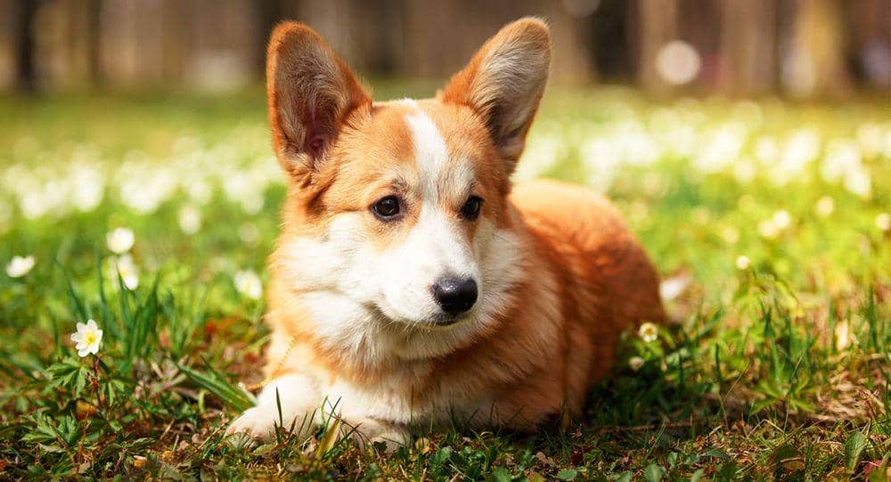 thehappypuppysite.com