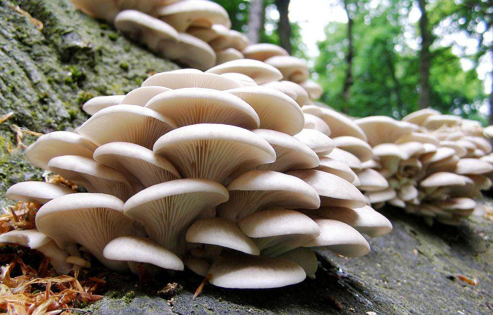 miraclemushrooms.co.za
