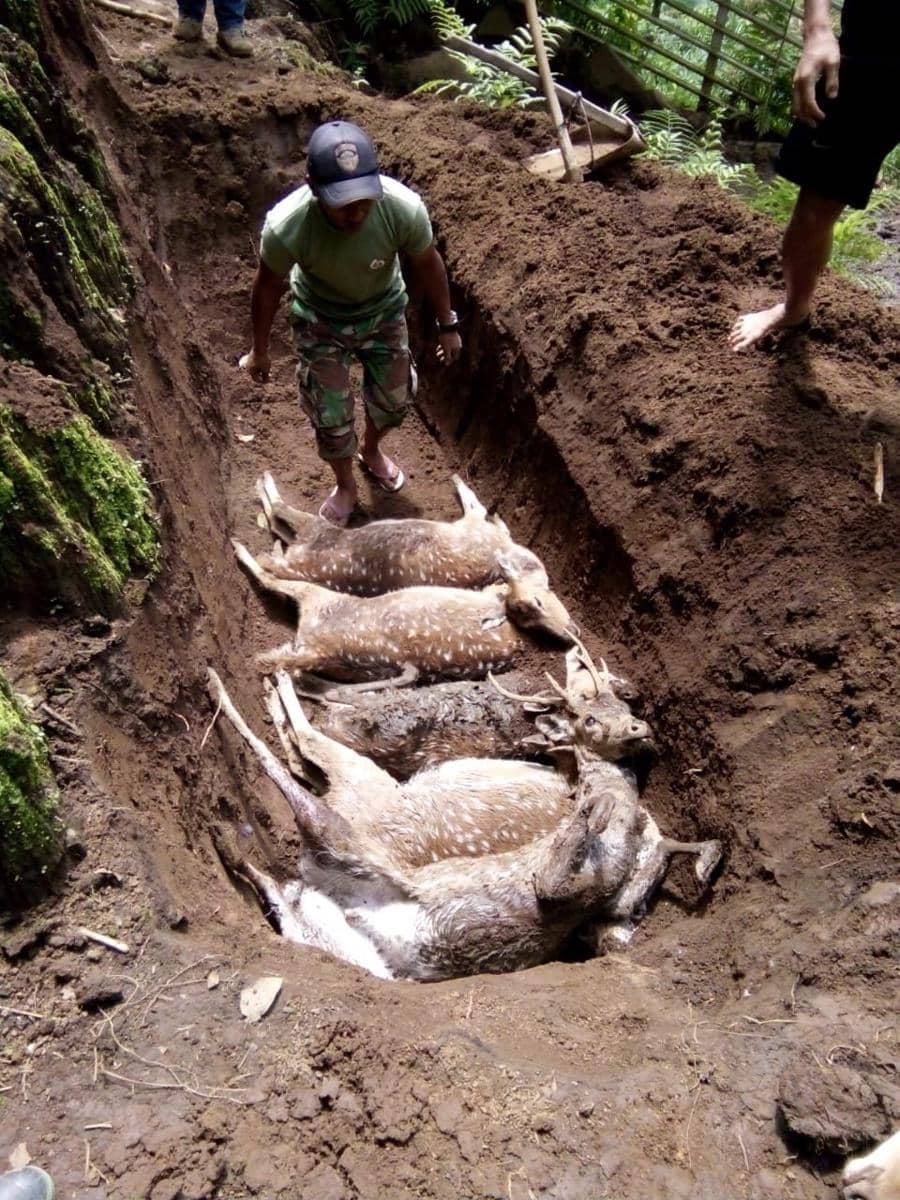 12 Rusa Mati Mendadak Di Penangkaran Coba Jahe Malang