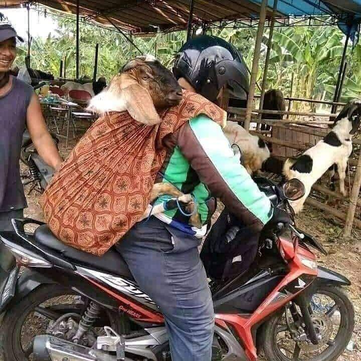12 Foto Kelakuan Pengendara Sepeda Motor di Indonesia, Bikin Ngakak!