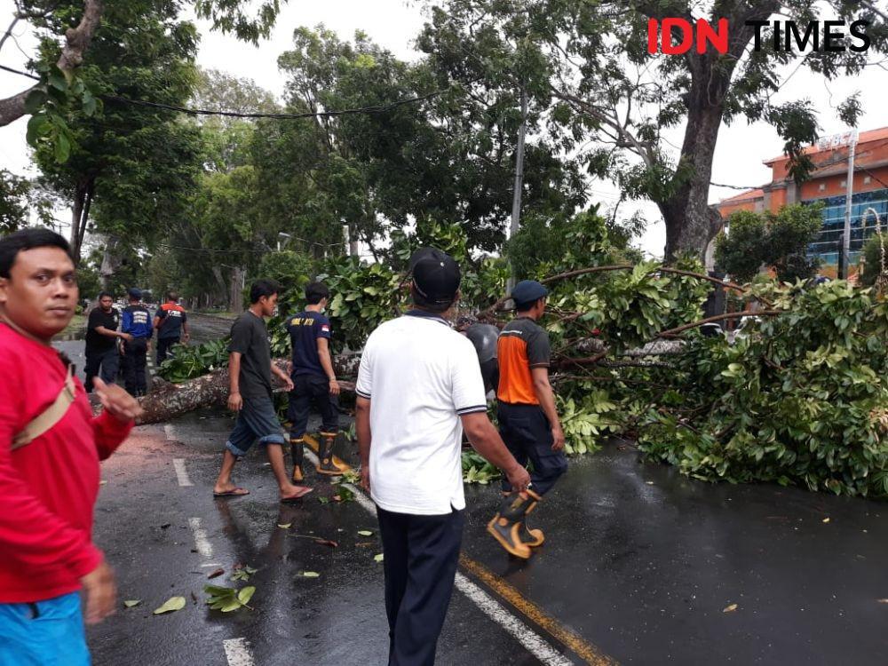 Ada Pohon Rawan Tumbang, Warga Makassar Bisa Hubungi Call Center 112